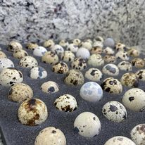 Fertile JUMBO Coturnix Quail Eggs, 12 eggs
