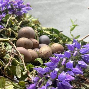 Fertile Button Quail Eggs, 12 eggs